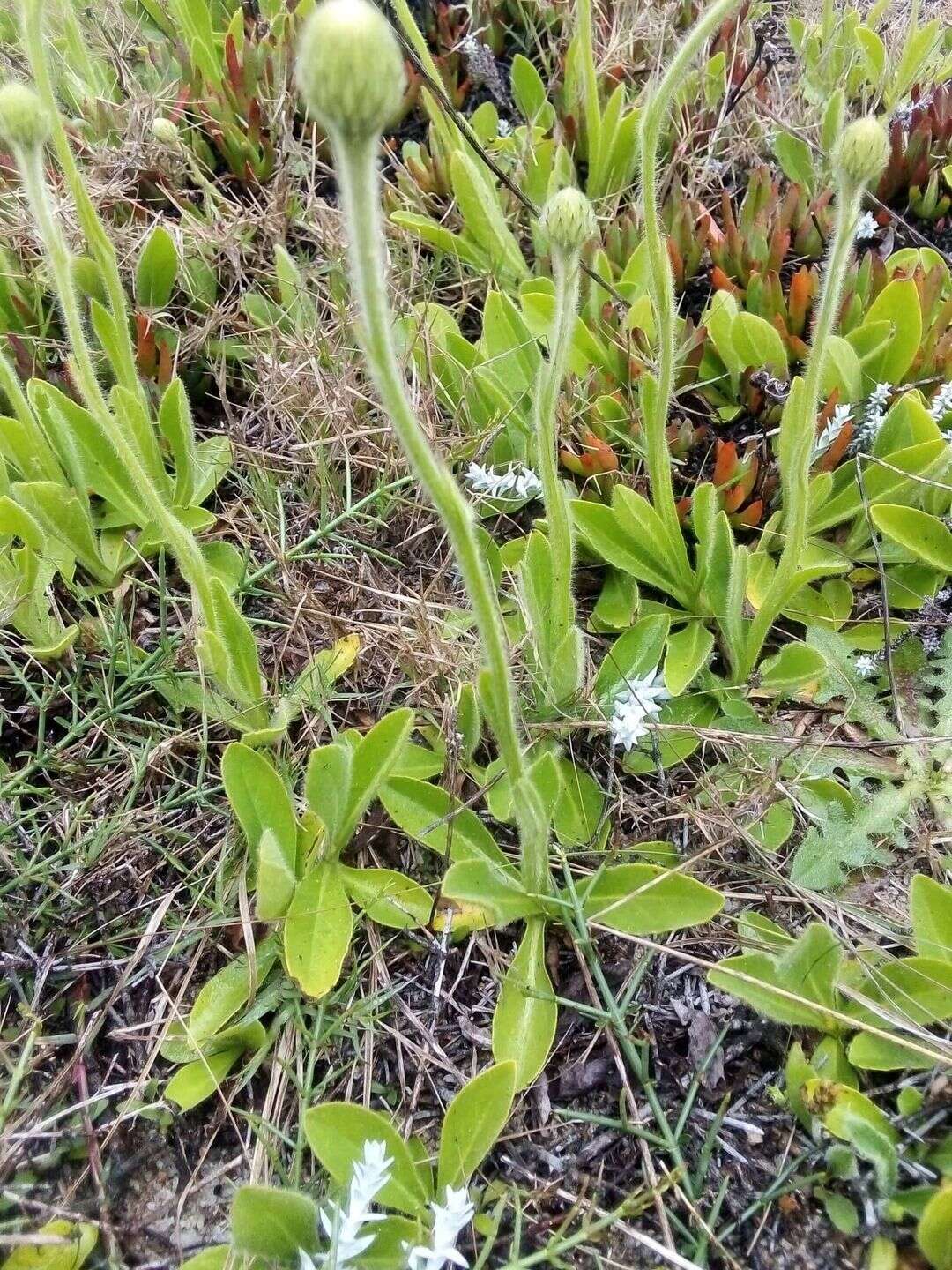 Image of Asteropsis megapotamica (Spreng.) Marchesi