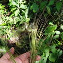 Image of Tillandsia chaetophylla Mez