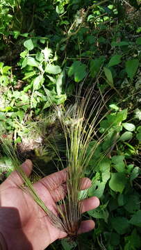 Tillandsia chaetophylla Mez resmi