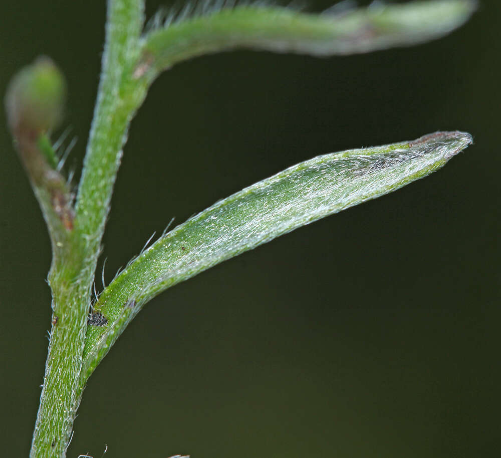 Image of Eritrichium sichotense Popov