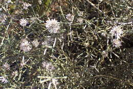 Image of Stoebe microphylla DC.