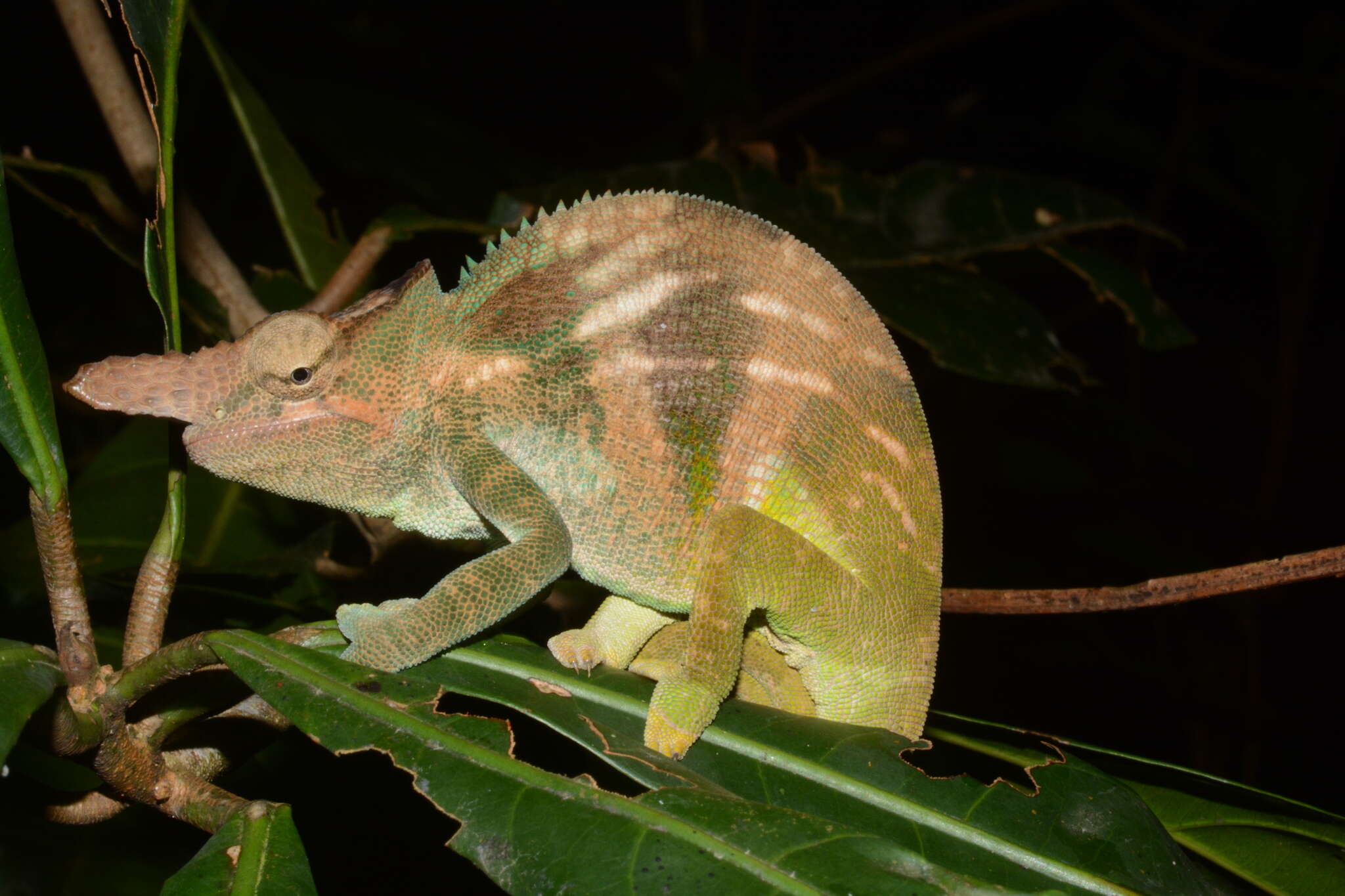 Image of Nguru Blade-horned Chameleon