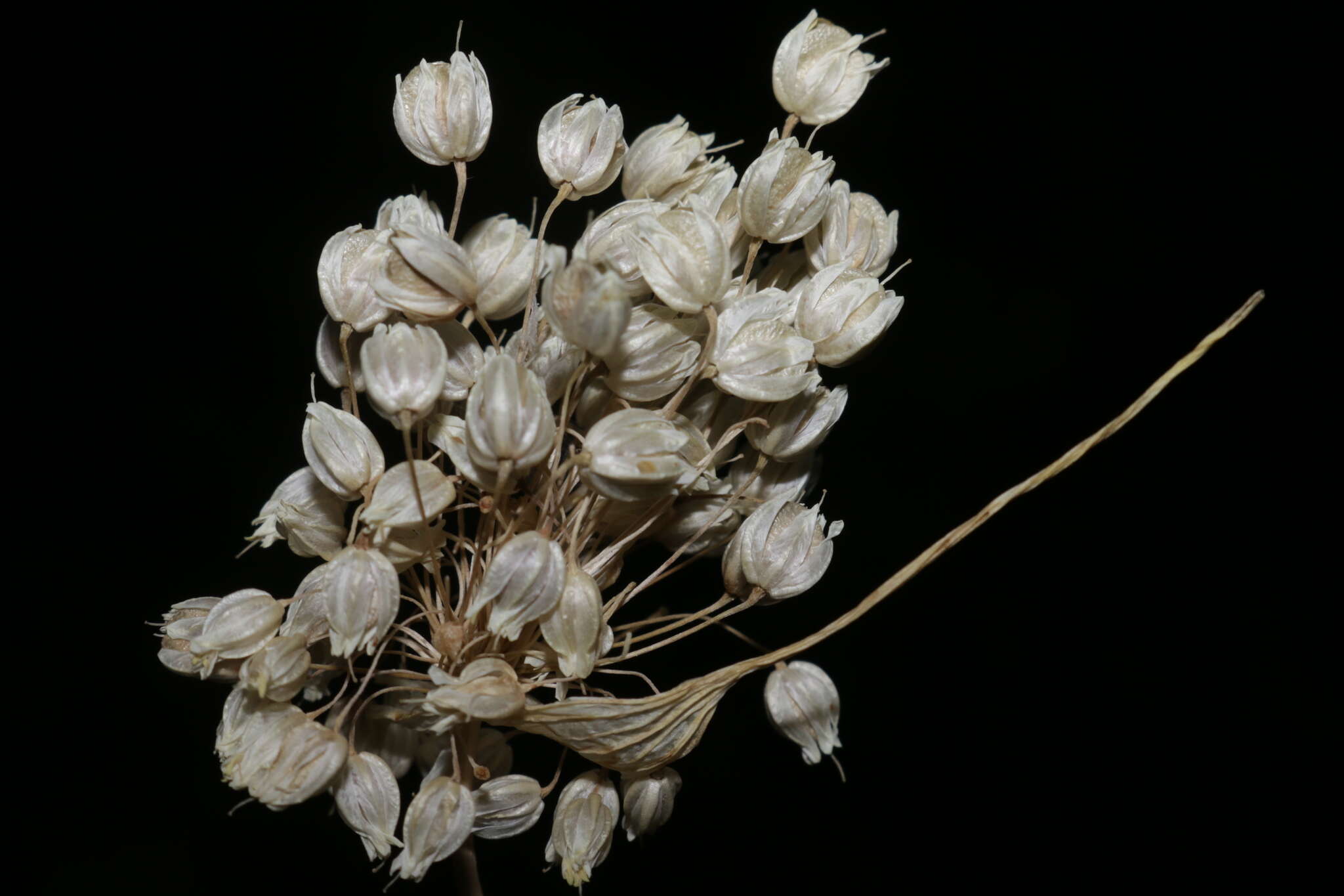 Image of Allium convallarioides Grossh.