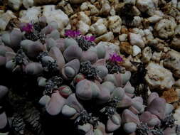 Imagem de Gibbaeum pubescens (Lettsom ex Haw.) N. E. Br.