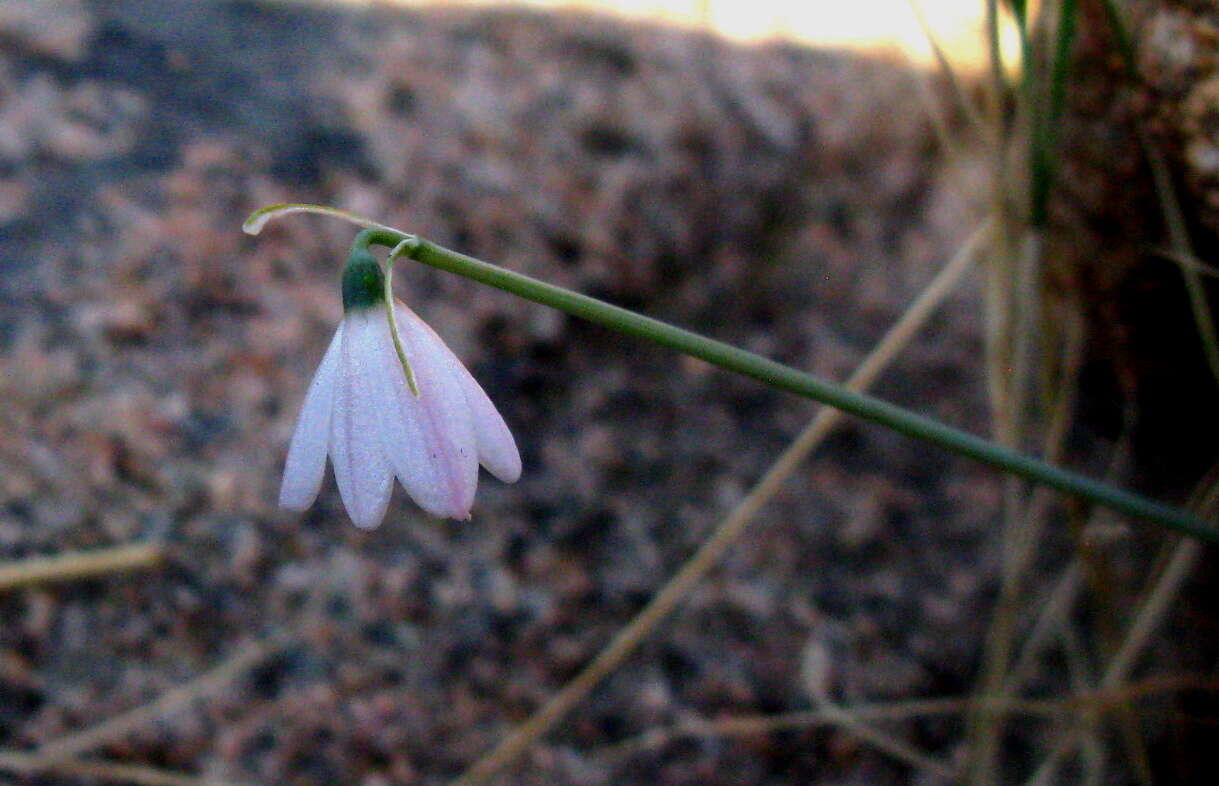 Image of Acis rosea (F. Martin bis) Sweet