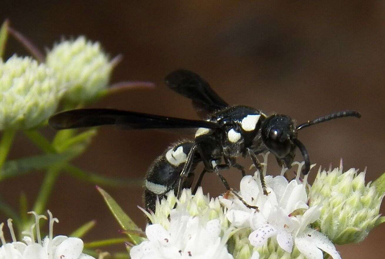 Image of Pseudodynerus