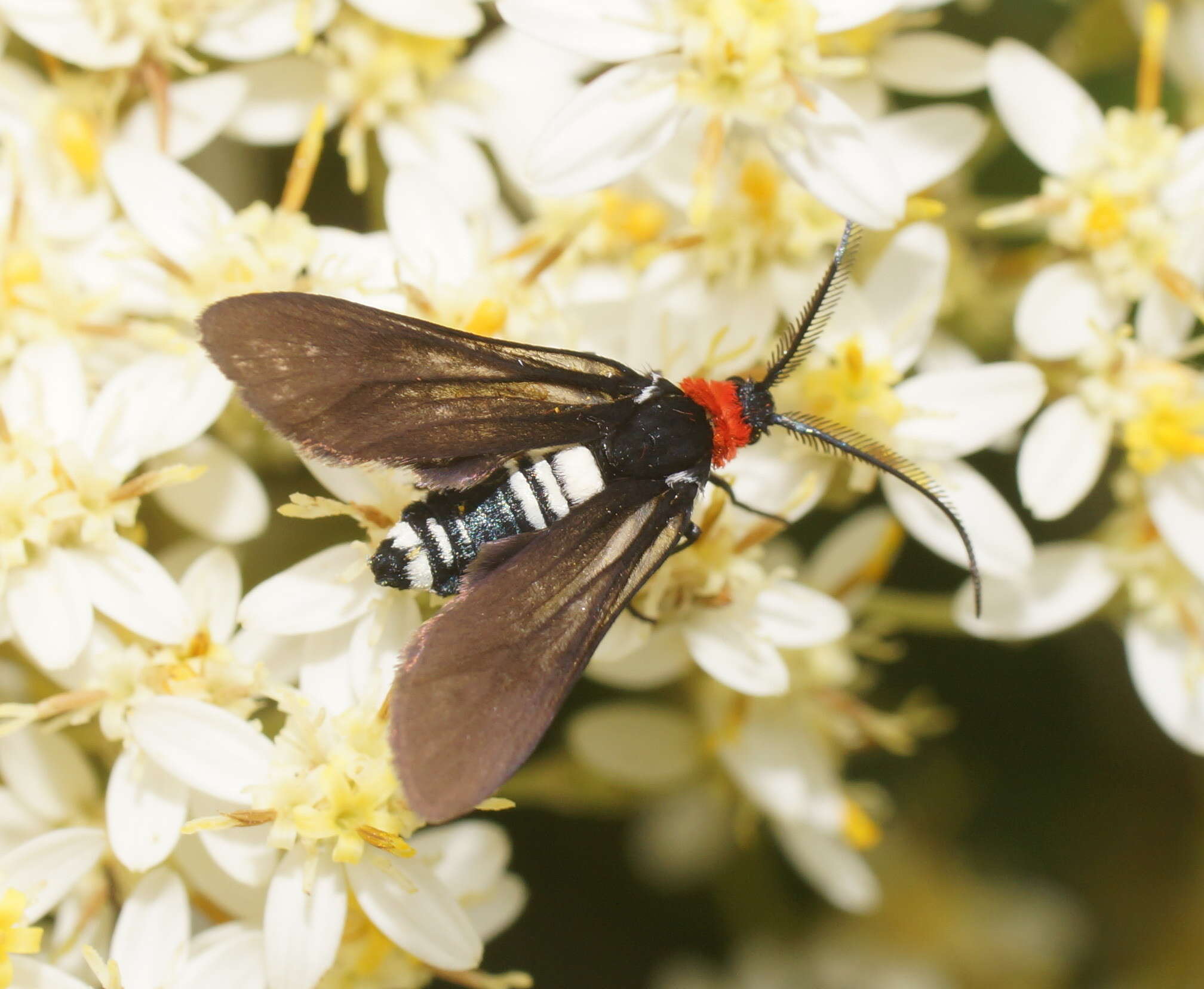 Image of Hestiochora tricolor Walker 1854