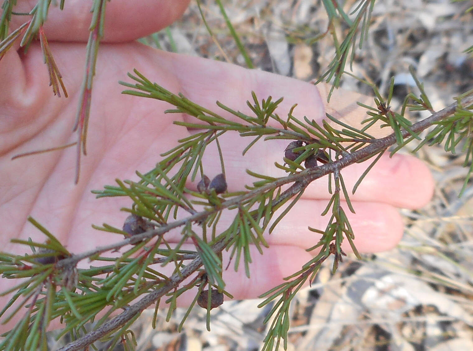 Image of Dillwynia tenuifolia DC.