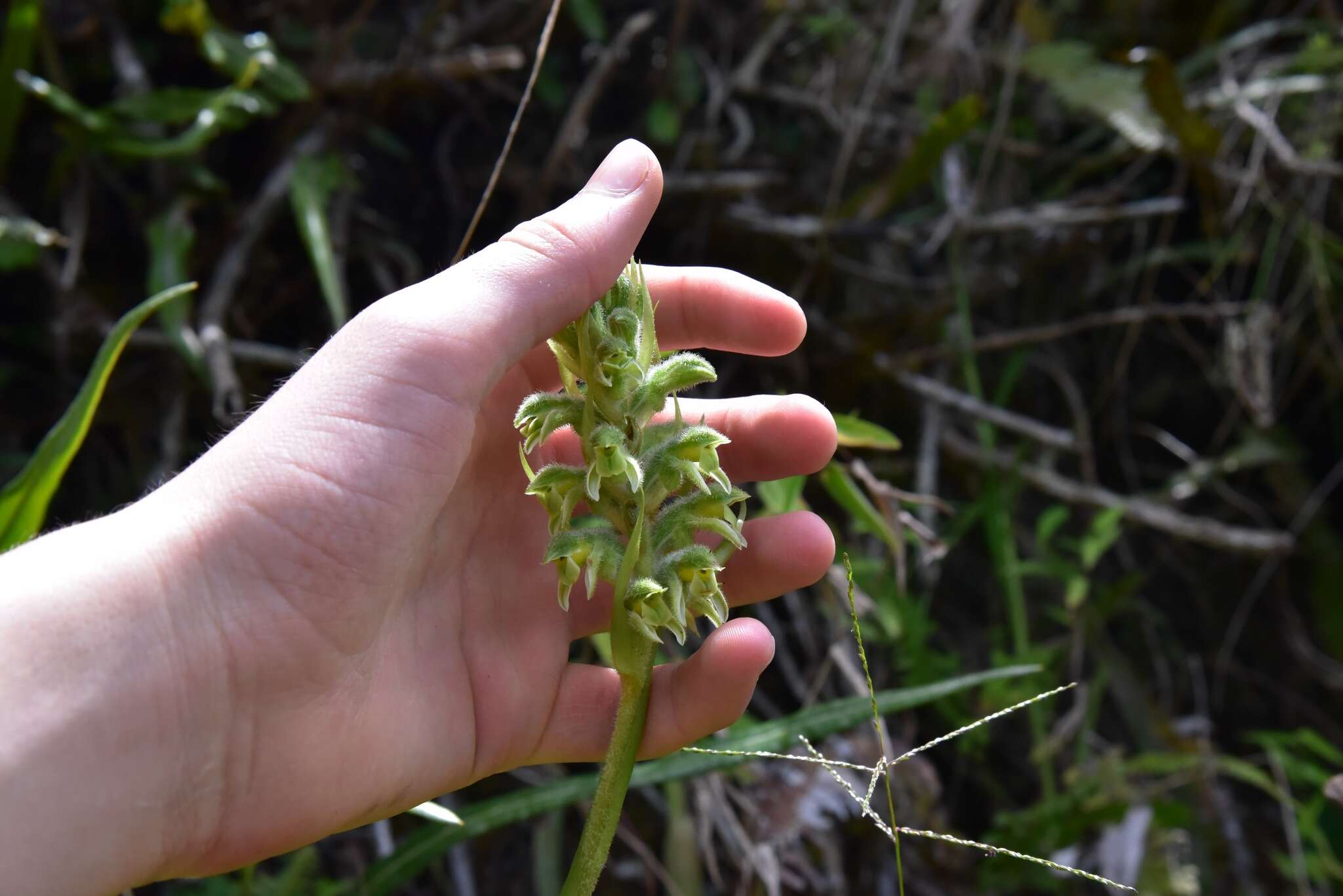 Image of Pelexia hirta (Lindl.) Schltr.