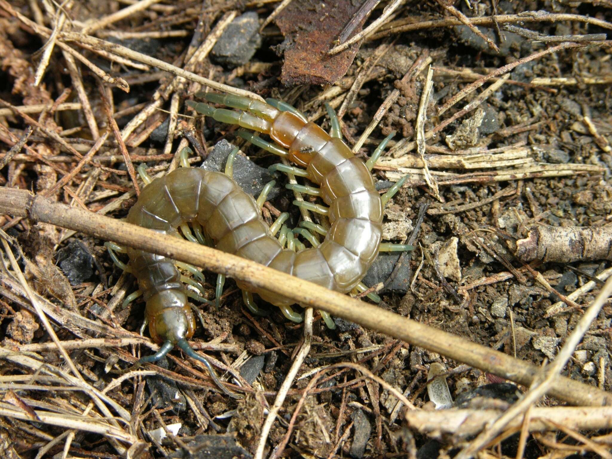 Imagem de Scolopendra dalmatica C. L. Koch 1847