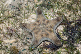 Image of Goniodiscaster H. L. Clark 1909