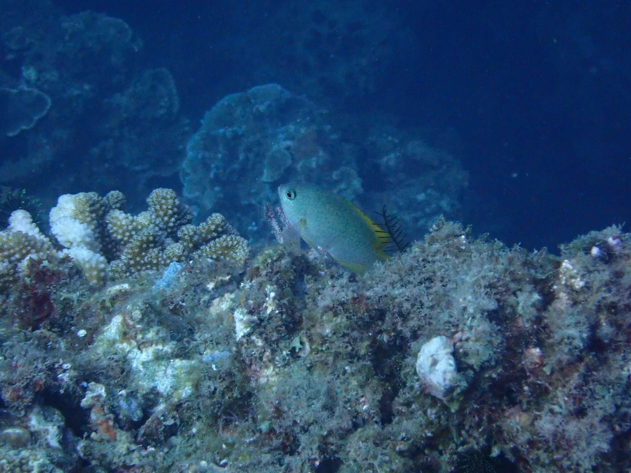 Image of Damselfish