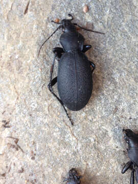 Image of Carabus (Procrustes) coriaceus Linnaeus 1758