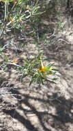 Image of Thurber's desert honeysuckle