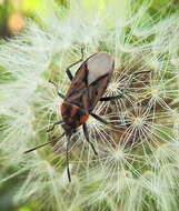 Image de Spilostethus crudelis Fabricius & J. C. 1781