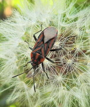 Image de Spilostethus crudelis Fabricius & J. C. 1781