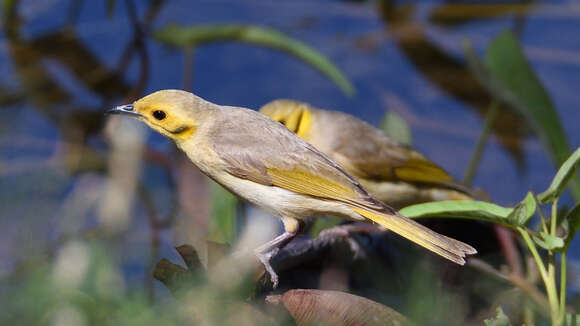 Image of Yellow-tinted Honeyeater