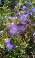 Penstemon leonensis Straw的圖片