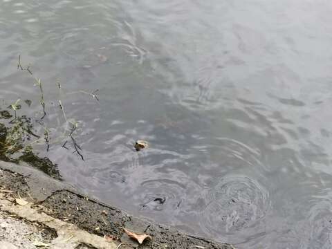 Image of Yellow-headed Temple Turtle