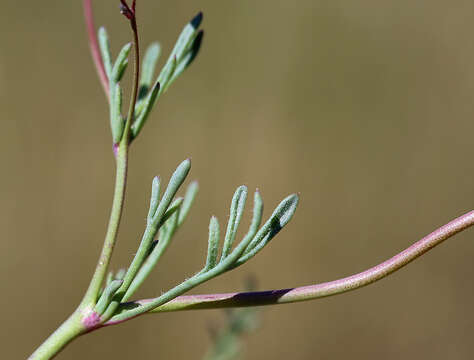 Image of volcanic gilia