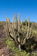 Plancia ëd Cleistocactus parviflorus (K. Schum.) Rol.-Goss.