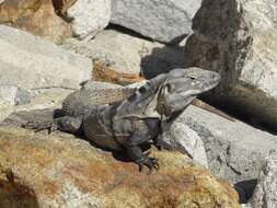 Image of Cape Spinytail Iguana