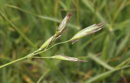 Image of California oatgrass