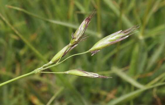 Image de Danthonia californica Bol.