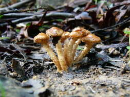 Image of Pholiota squarrosipes Cleland 1933