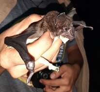 Image of Spear-nosed Bats.