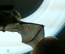 صورة Myotis leibii (Audubon & Bachman 1842)