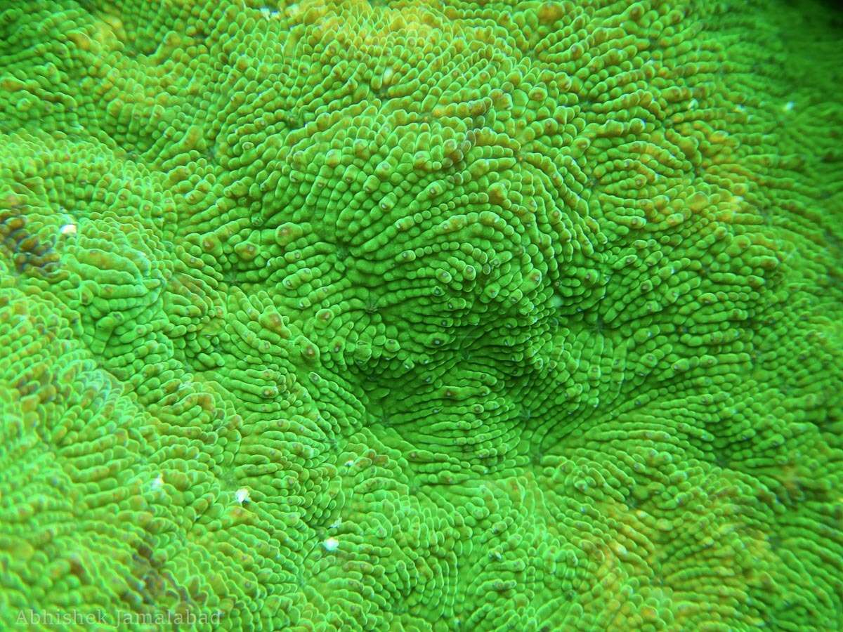 Image of wrinkle coral
