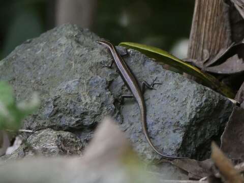 Image of Copper-tailed Skink