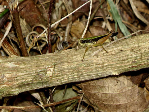 Orphulella concinnula (Walker & F. 1870) resmi