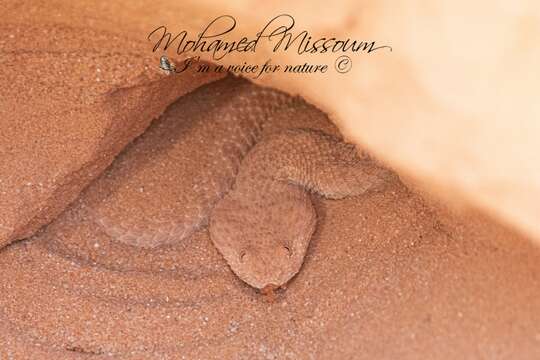 Image of Sahara Sand Viper