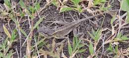 Image of Darwin's large fan-throated lizard