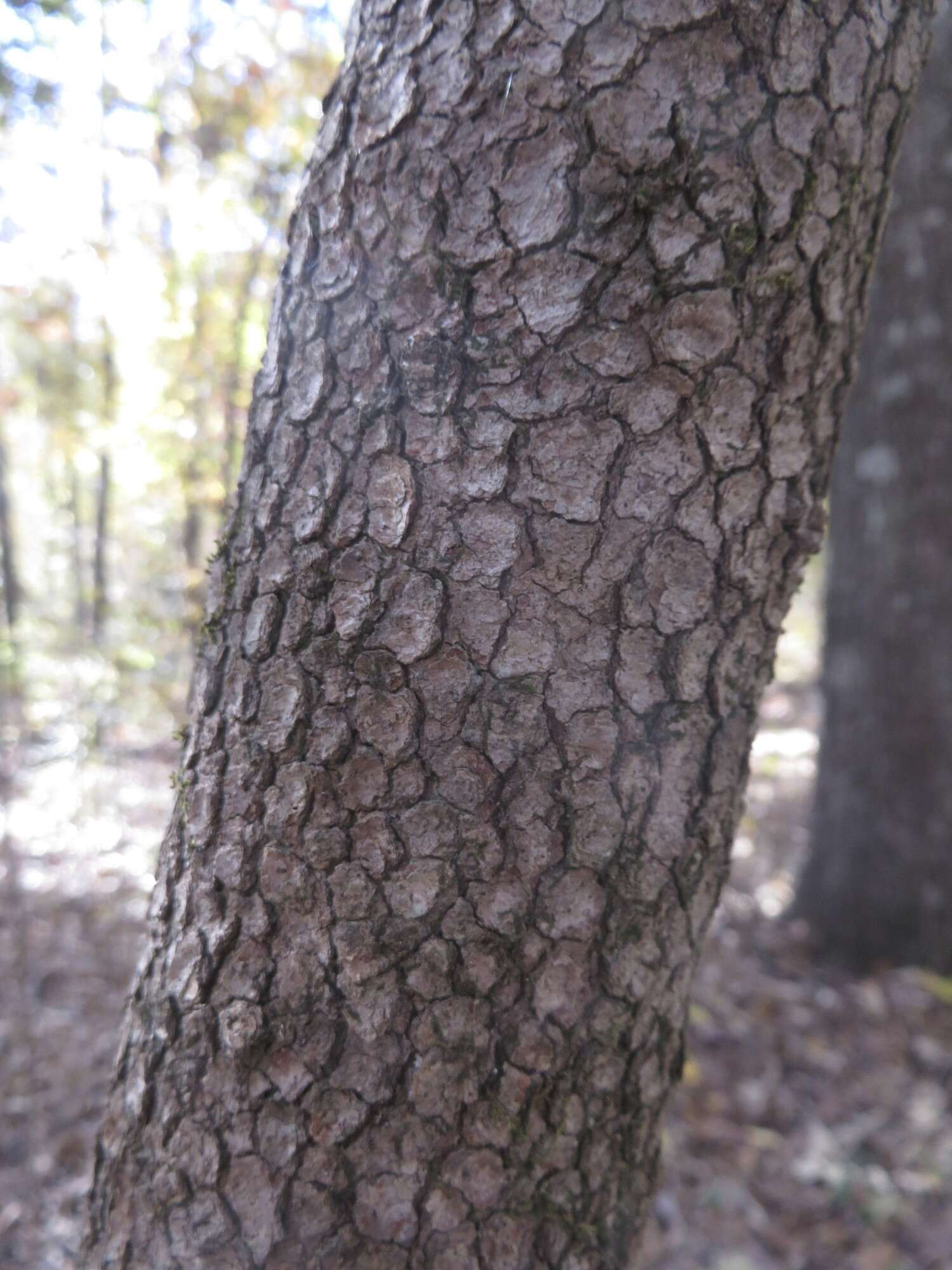 Image of flowering dogwood