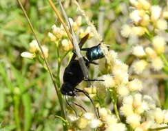 Stangeella cyaniventris (Guérin-Méneville 1831) resmi