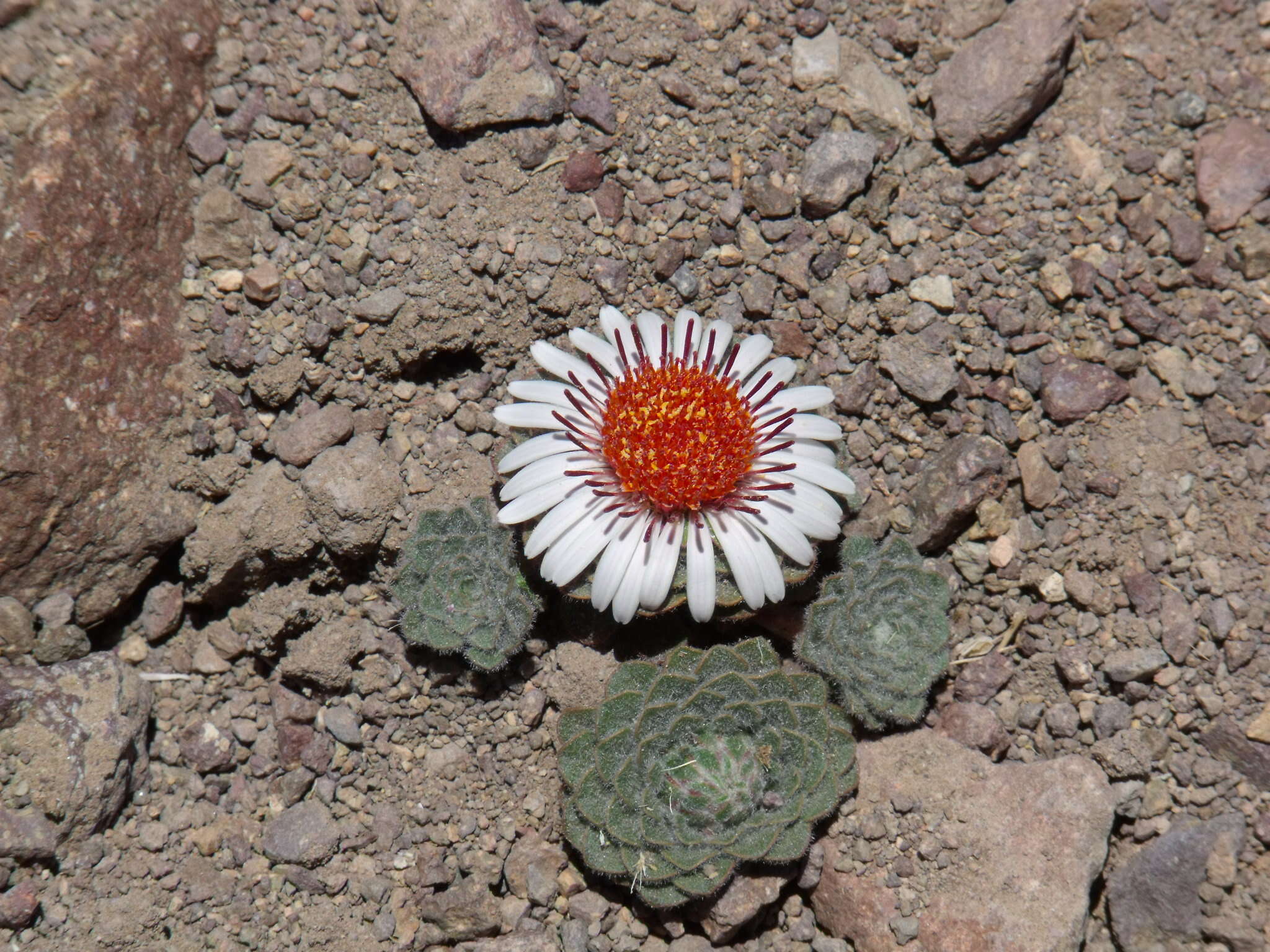 Image of Chaetanthera lanata (Phil.) I. M. Johnston