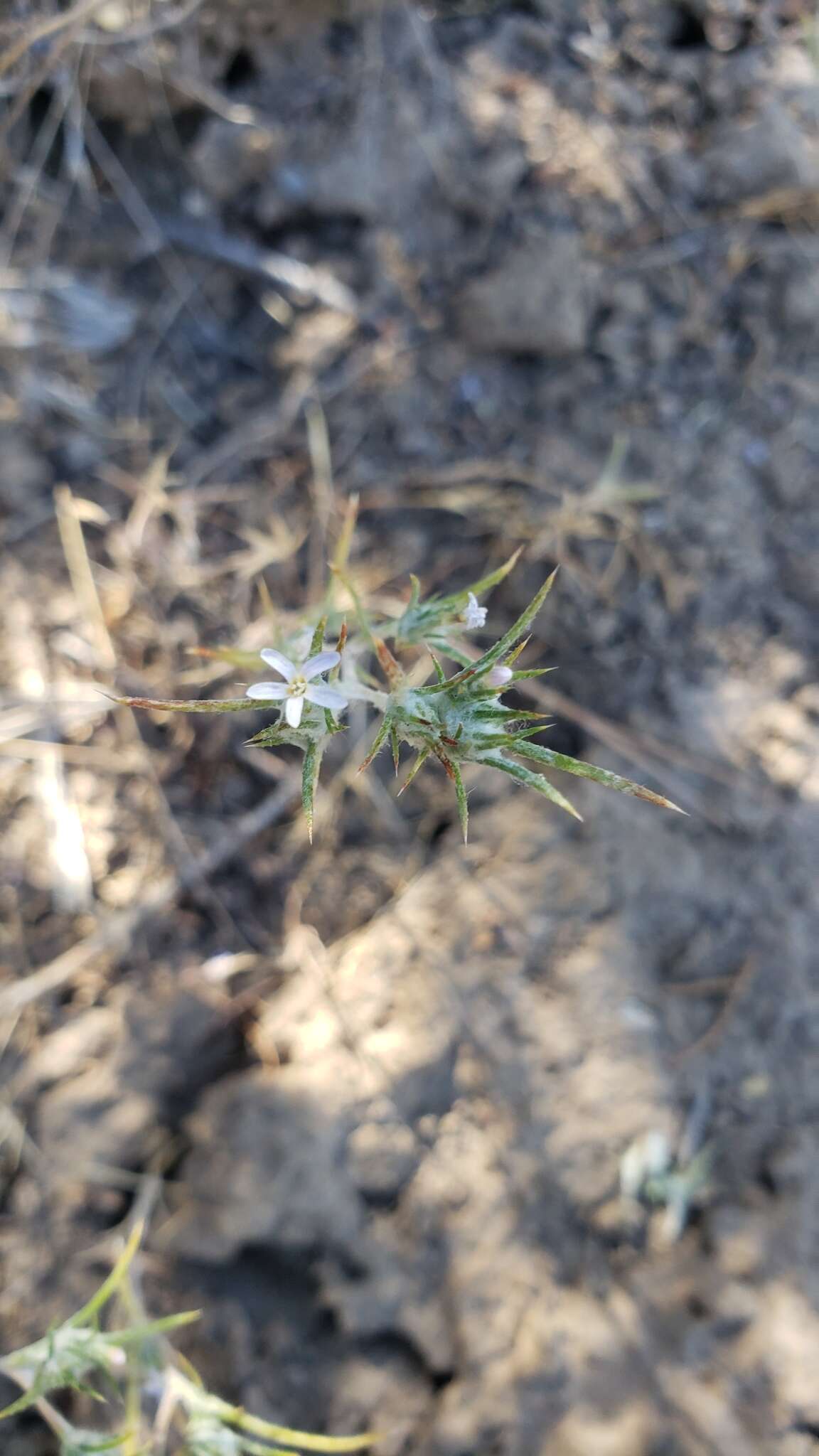 Imagem de Eriastrum brandegeae Mason