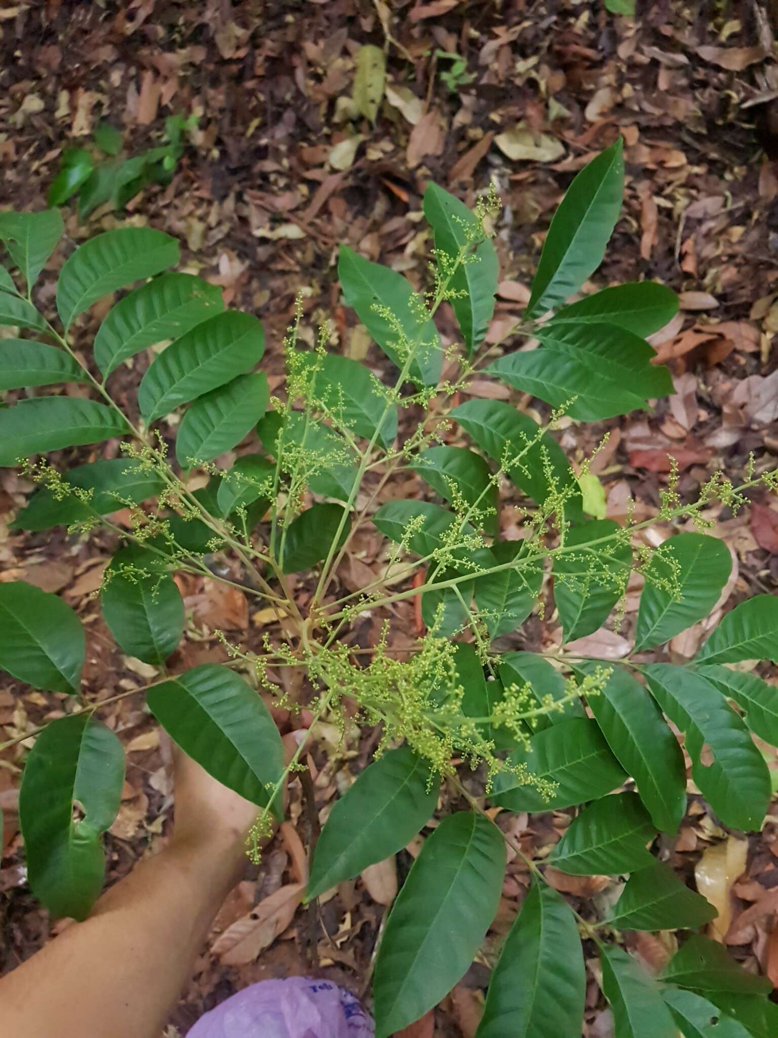 Image de Tapirira guianensis Aubl.