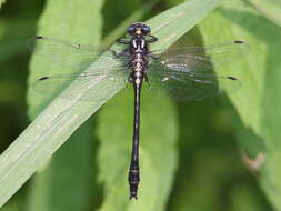 Image of Phanogomphus quadricolor (Walsh 1863)