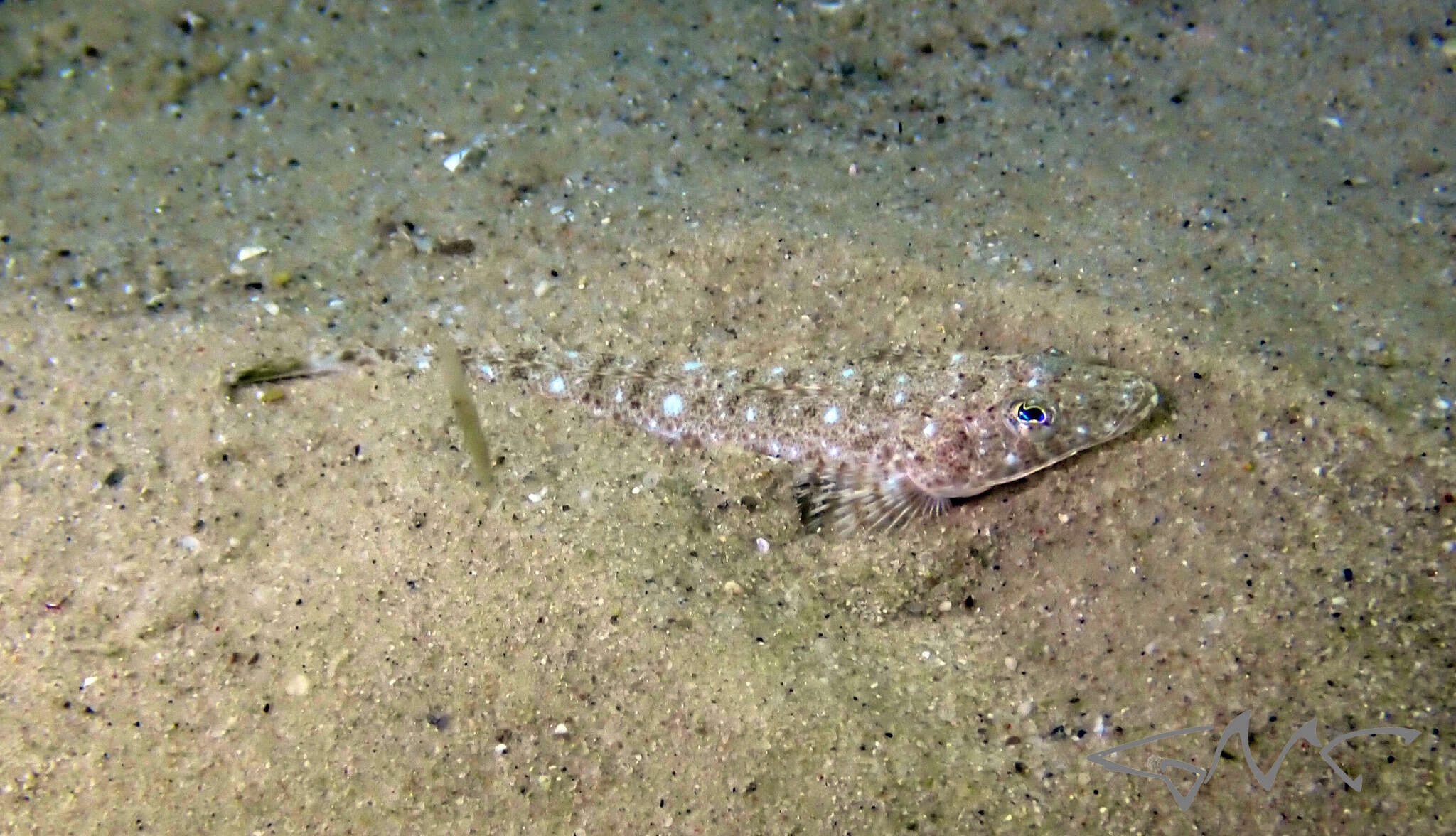 Image of Blue-spotted flathead