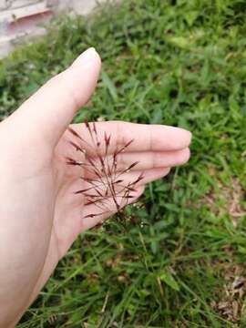 Image of golden false beardgrass