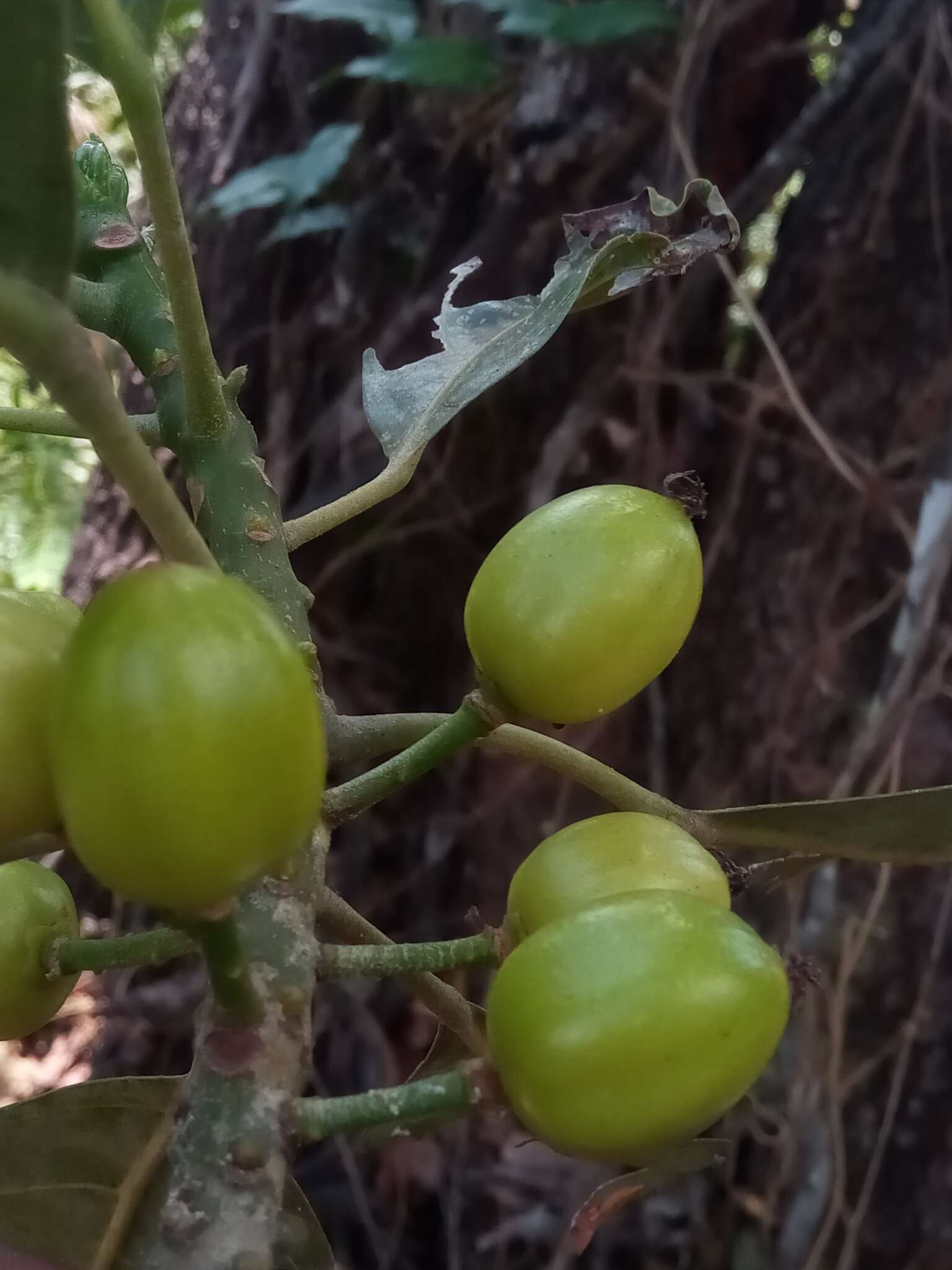 Imagem de Uapaca ambanjensis Leandri