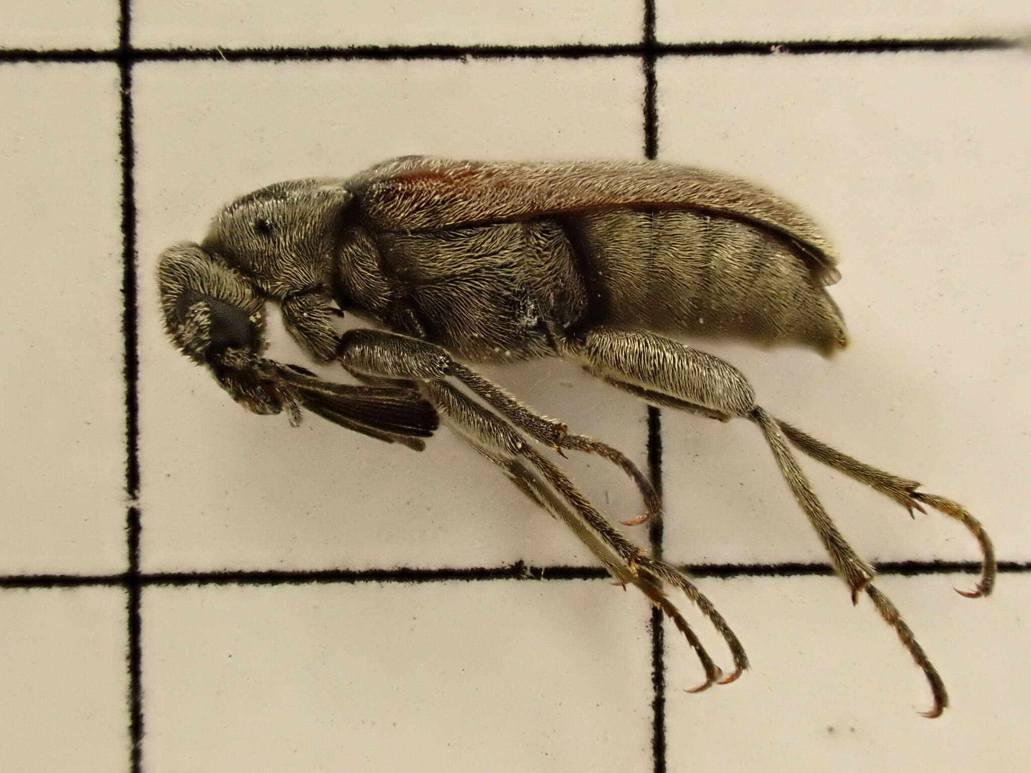 Image of Ptilophorus dufouri