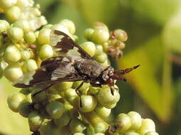 Image of Chrysops virgulatus Bellardi 1859