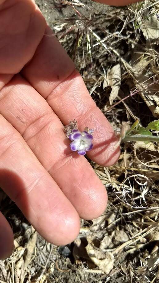 Phacelia davidsonii A. Gray resmi