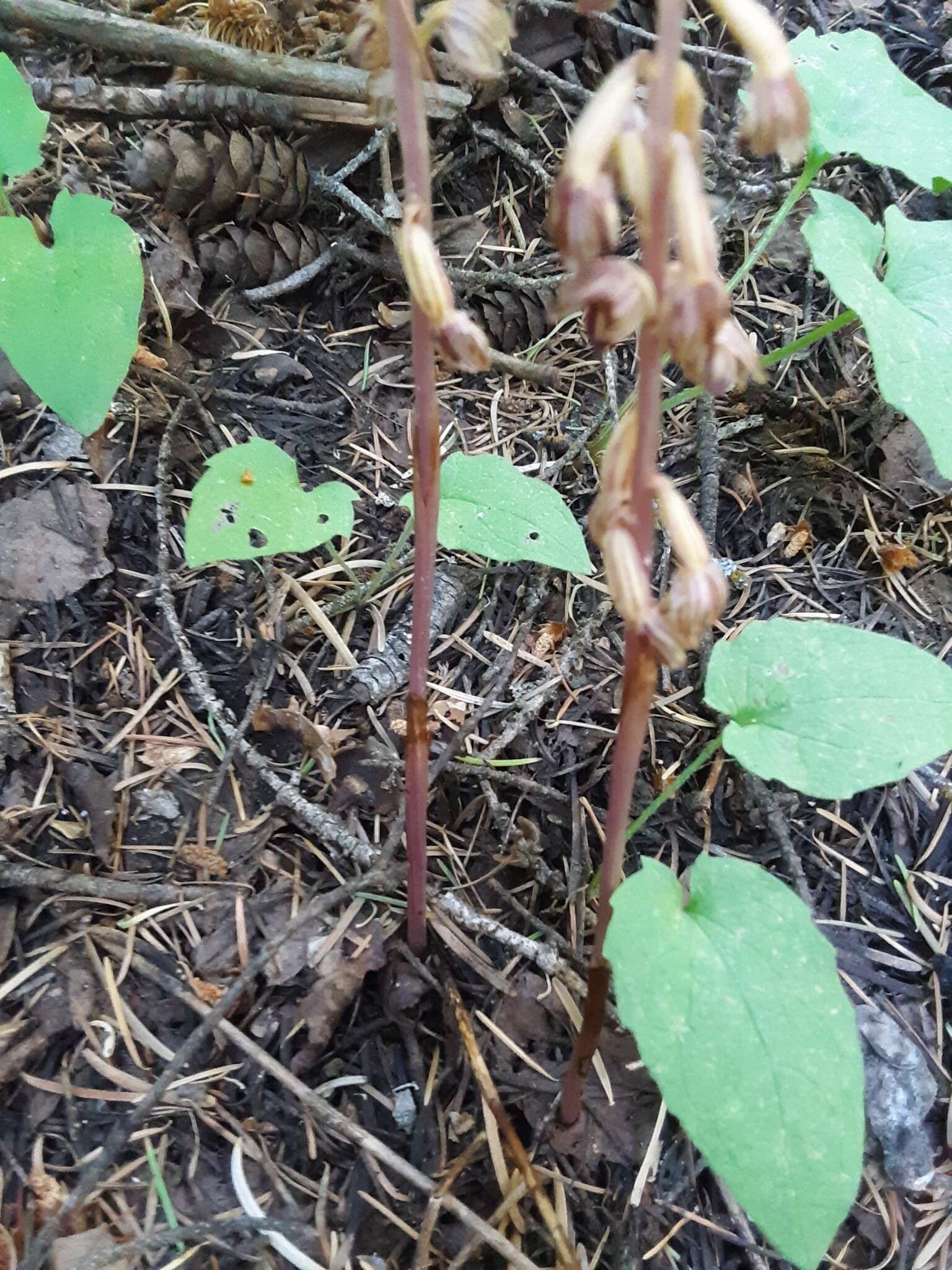 Image of Vreeland's coralroot