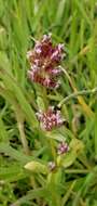 Plancia ëd Valeriana ciliosa (Greene) Byng & Christenh.